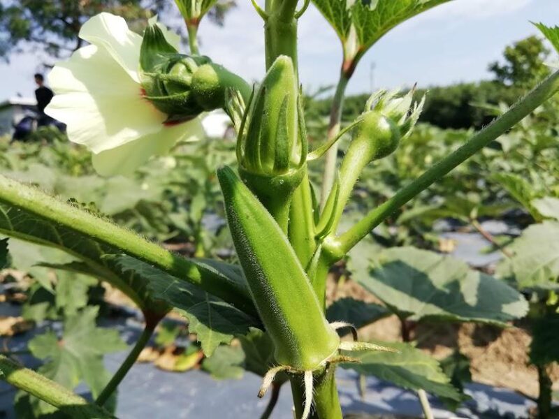 本年の御礼と年末のご挨拶